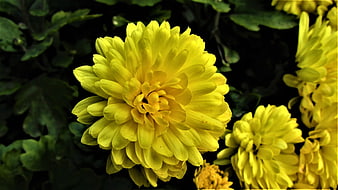 Close-up of vibrant yellow chrysanthemum flower