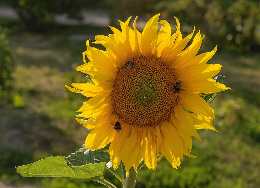 Close-up of Sunflower with Bees Collecting Nectar