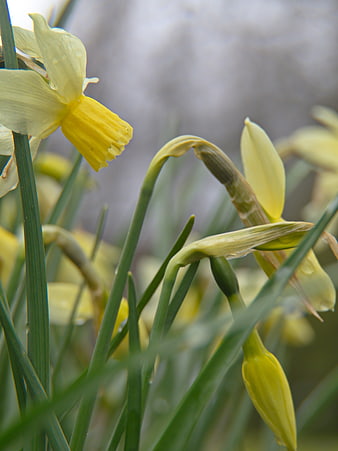 Close-up of yellow daffodils with raindrops in spring garden