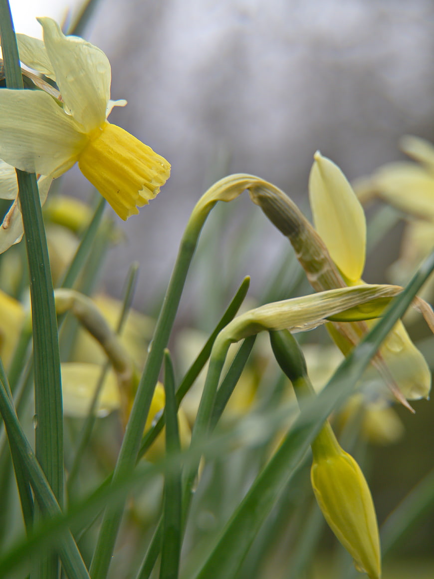 Close-up of yellow daffodils with raindrops in spring garden