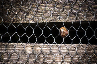 Close-up of a striped snail shell on a wire fence