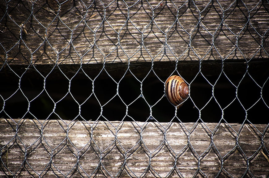 Close-up of a striped snail shell on a wire fence