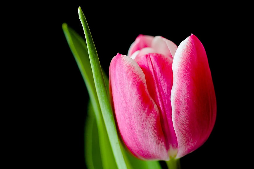 Pink and White Tulip on Black Background