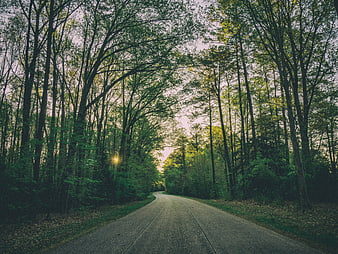 Winding Forest Road at Sunset with Sun Flare