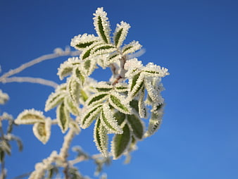 Frost-covered leaves against a clear blue winter sky