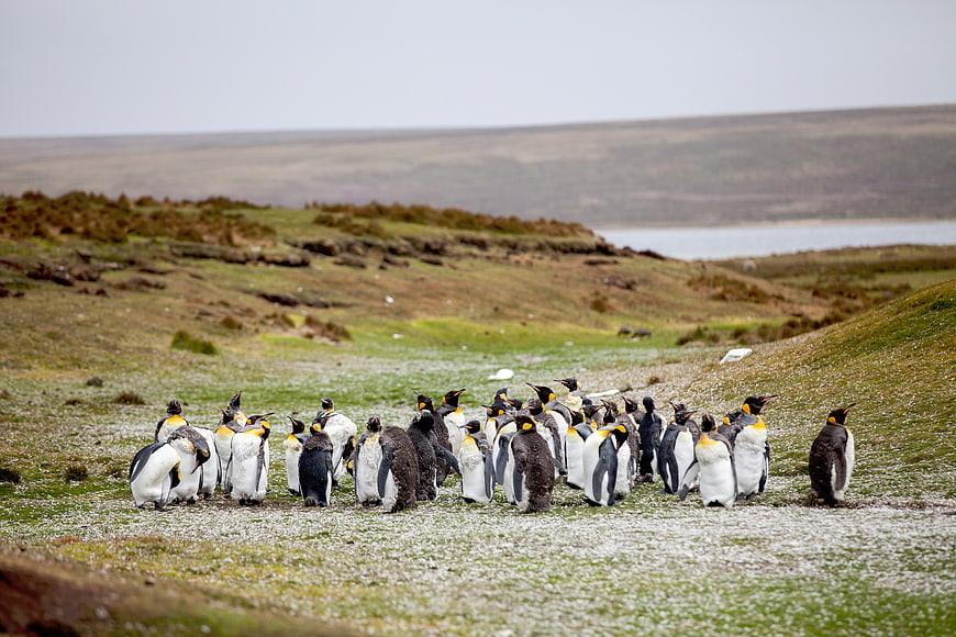 King Penguin Colony on Grassy Antarctic Slope