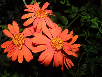 Vibrant Orange Zinnia Flowers with Yellow Centers
