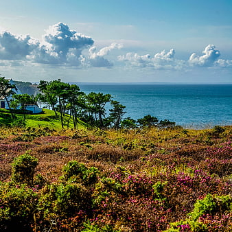 Scenic coastal landscape with heather, pine trees, and ocean view