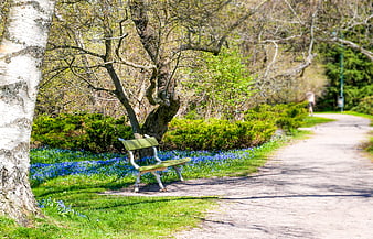 Empty Park Bench in Spring with Blue Flowers