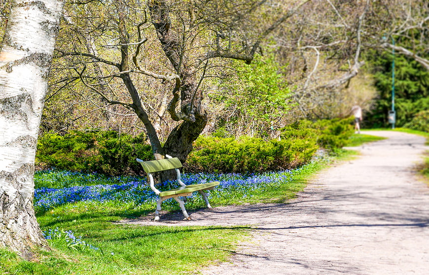 Empty Park Bench in Spring with Blue Flowers