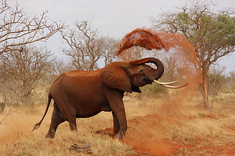 African Elephant Throwing Red Dust in Savanna