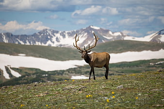 Majestic Elk Standing in Alpine Meadow with Snowy Mountains