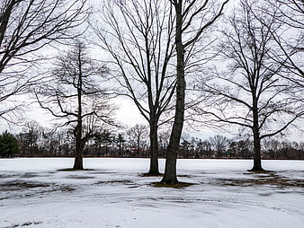 Bare Trees in Snowy Winter Park Landscape