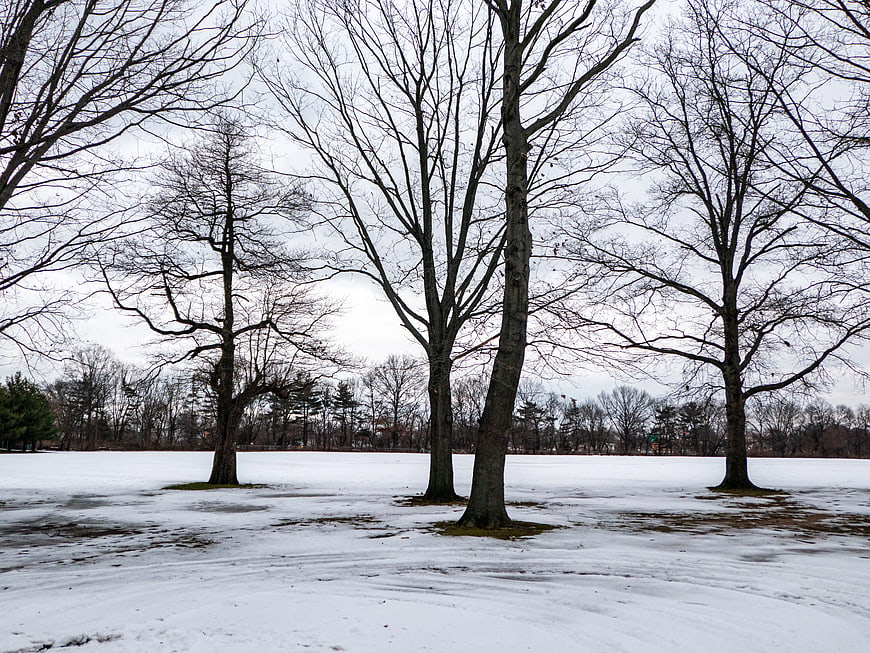 Bare Trees in Snowy Winter Park Landscape