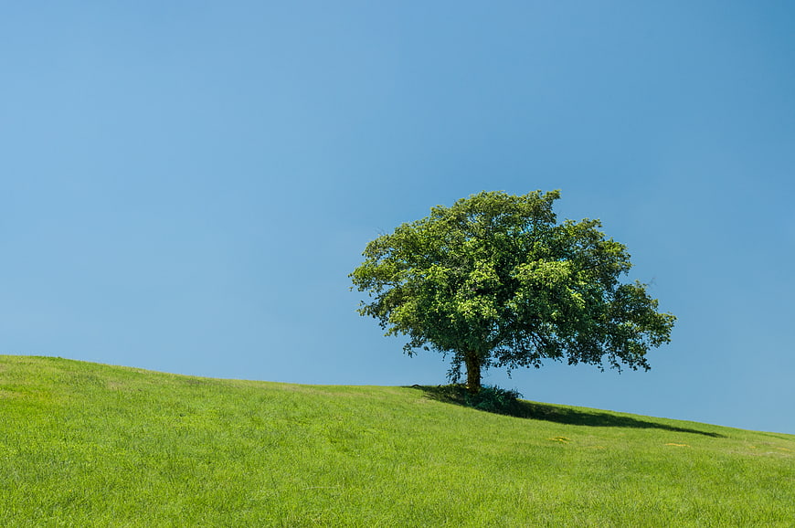 Lone Tree on Green Hill Against Blue Sky