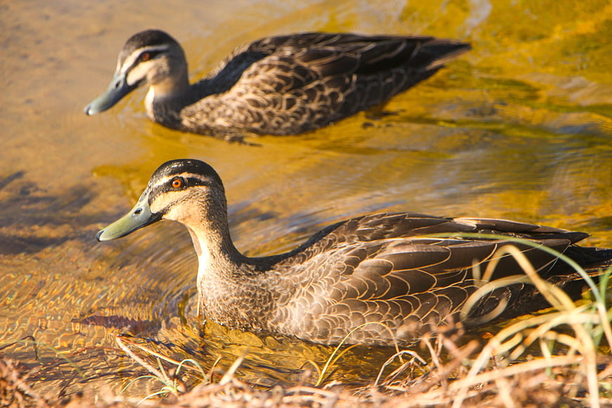 Two Whistling Ducks Swimming in Golden Shallow Water