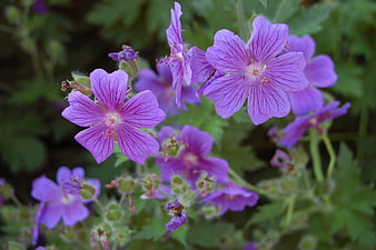 Close-up of vibrant purple wild geranium flowers in a garden