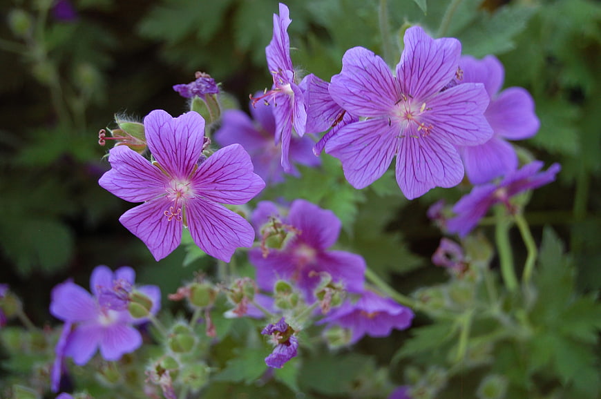 Close-up of vibrant purple wild geranium flowers in a garden
