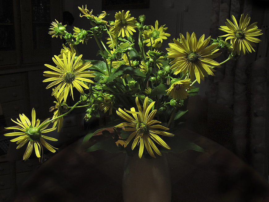 Yellow flowers in a vase with dramatic lighting