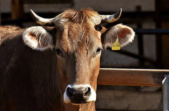 Close-up portrait of a brown cow with horns and ear tag