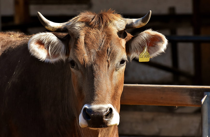 Close-up portrait of a brown cow with horns and ear tag