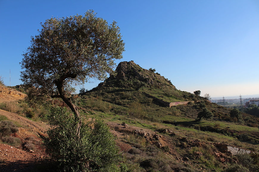 Lone Olive Tree on Rocky Hillside with Blue Sky