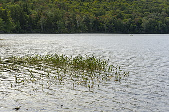 Calm lake with reeds and forest background