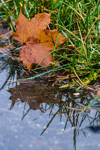 Autumn maple leaf reflection in rain puddle