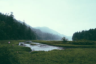 Serene River Winding Through Green Marshland and Forest