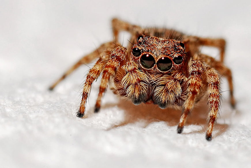 Macro Close-Up of Brown Jumping Spider on White Fabric