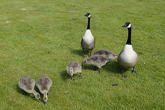 Canada Goose Family with Goslings on Green Grass