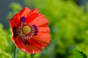 Vibrant Red Poppy Flower Close-Up on Green Background