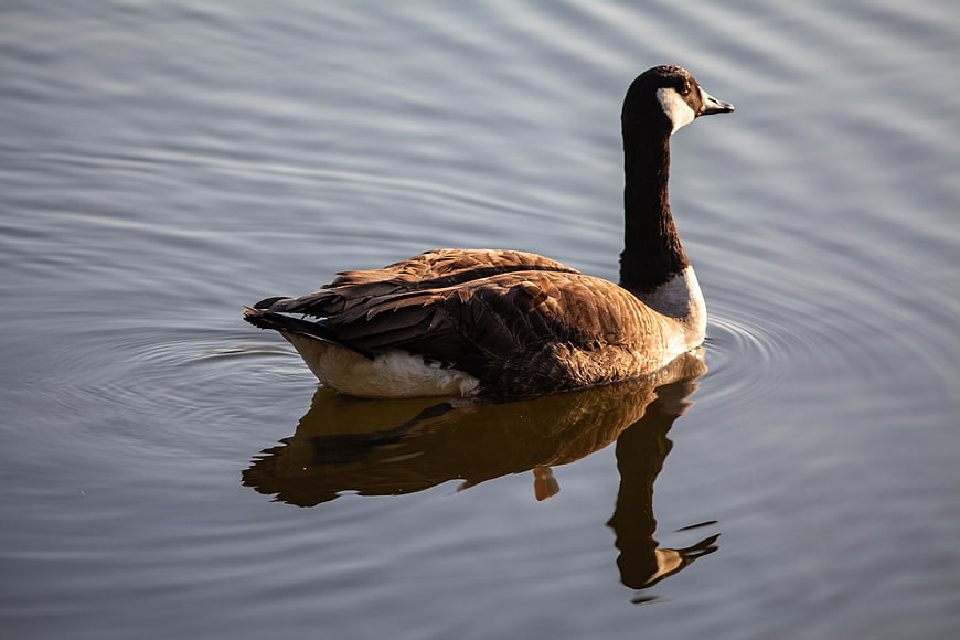 Canada Goose Swimming in Calm Lake Water