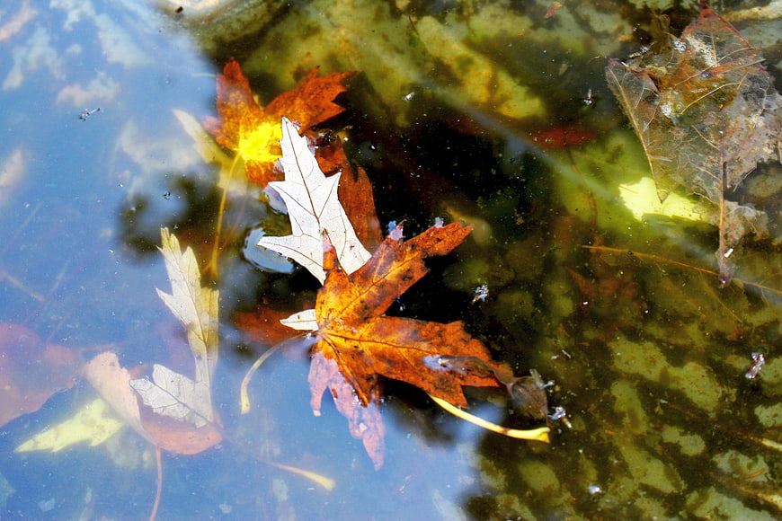Autumn maple leaves floating in clear shallow water