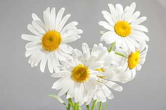 White Daisies with Yellow Centers on Gray Background
