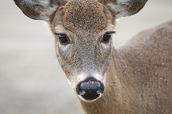 Close-up portrait of a white-tailed deer looking at camera