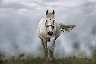 White Horse Galloping in Field Under Cloudy Sky
