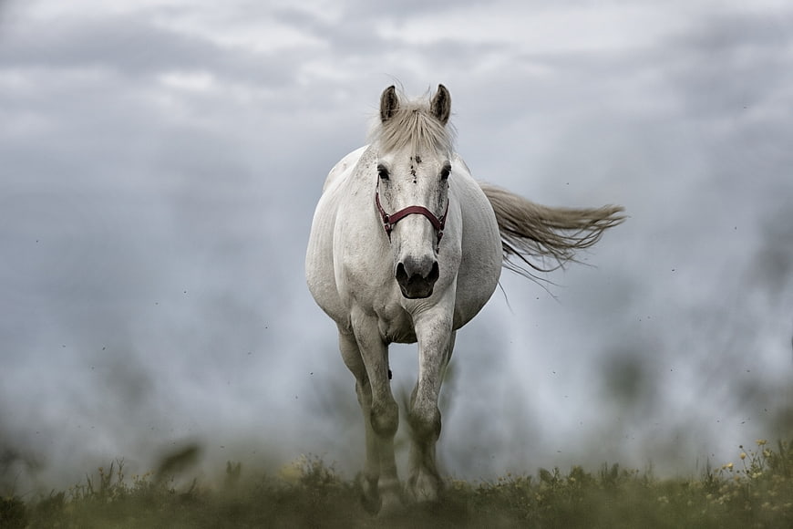 White Horse Galloping in Field Under Cloudy Sky