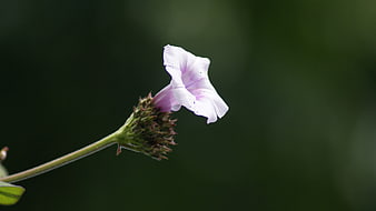 Delicate Pink Morning Glory Flower on Green Background