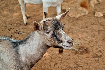 Close-up of a brown goat on dry cracked earth