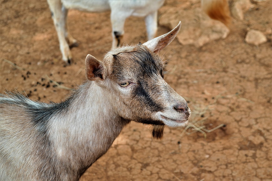 Close-up of a brown goat on dry cracked earth
