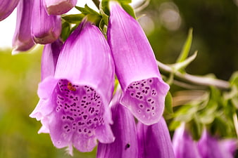 Close-up of purple foxglove flowers with spotted interiors
