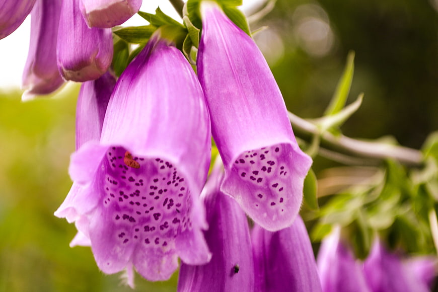 Close-up of purple foxglove flowers with spotted interiors