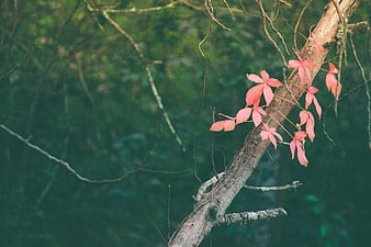 Pink Vine Leaves on Tree Branch in Forest
