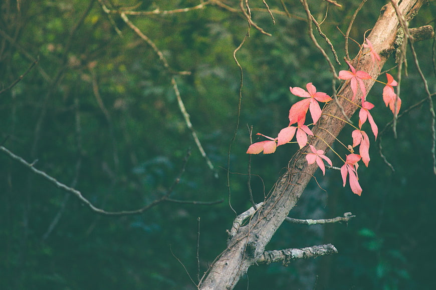 Pink Vine Leaves on Tree Branch in Forest