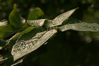 Close-up of green leaves with morning dew drops