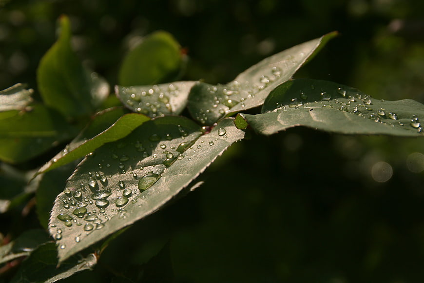 Close-up of green leaves with morning dew drops