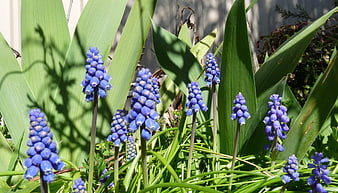 Blue Grape Hyacinth Muscari Flowers in Spring Garden