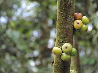 Green figs growing directly on a mossy tree trunk