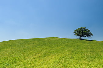 Lone Tree on Green Hill Under Blue Sky